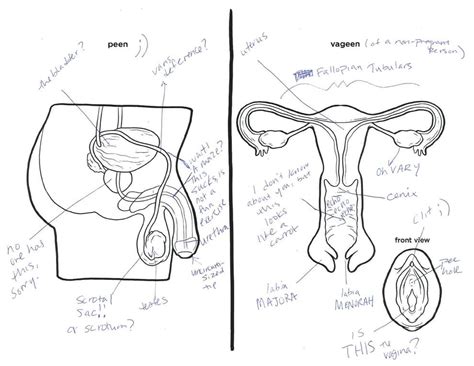 Get started using our labeled and unlabeled diagrams and quizzes. Male And Female Reproductive Systems Harder To Label For ...