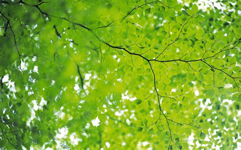 Green leafed plant, green leaf plant, nature, solo, plants, leaves. Leaves Wallpaper, Most Popular Wallpaper For Desktop, #24291