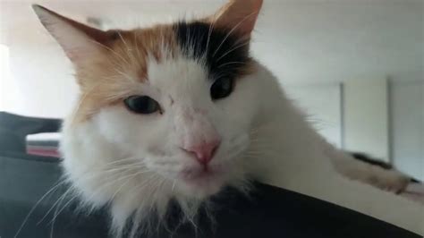 My Lovely Calico Cat Youtube