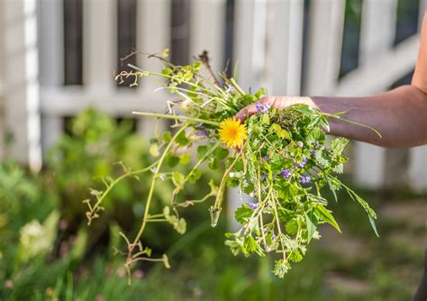 11 Types Of Lawn Weeds And How To Control Them Bob Vila