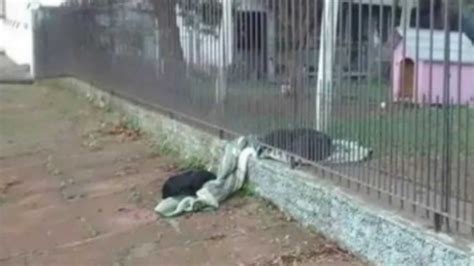Cachorro Divide Seu Cobertor Com Cão De Rua Por Baixo Da Cerca