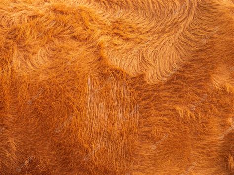Premium Photo Close Up Of Cow Fur Animal Skin Texture