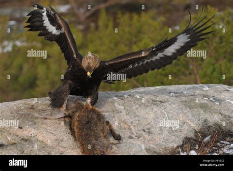 Golden Eagle With Prey Stock Photo Alamy