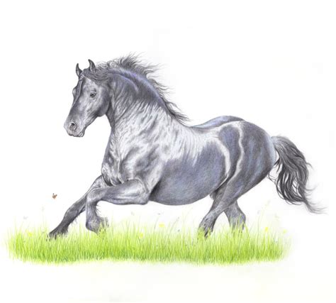 19 Images Luxury Horse Drawing