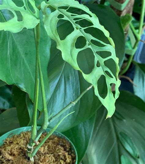 Monstera Obliqua: Tips for Buying and Caring for This Ultra-Rare Monstera Variety - Monstera ...