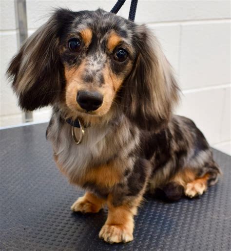 A Long Haired Dachshund Sitting On Top Of A Black Table Next To A White