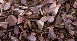 Pictures of Wood Chips Mulch Home Depot