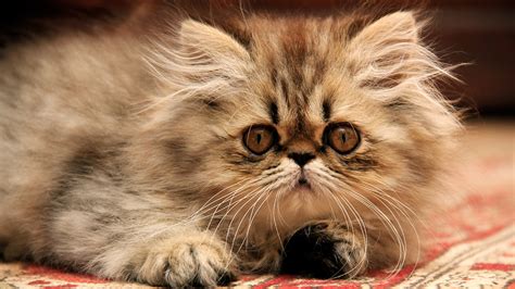 Maybe you would like to learn more about one of these? Orange Tabby Ginger Persian Cat - 81021+ Nama Untuk Kucing ...