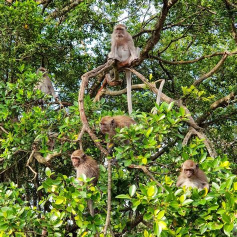 Two Monkeys Sitting On A Tree In The Rainforest By Tikal Guatemala