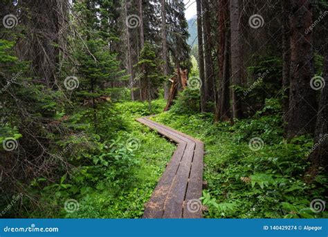 Narrow Winding Wooded Walkway Through A Forest Stock Photo Image Of