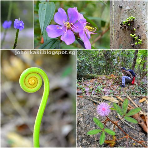 With its much desired location, gunung panti recreational forest is the place to be while in kota tinggi. Trekking at Hutan Lipur Gunung Pulai Recreational Forest ...