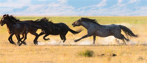 Wild Horse Photography Fight Photography Of Wild Horses Onaqui Herd