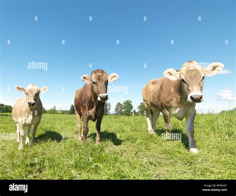 Cows In Field Stock Photo Alamy