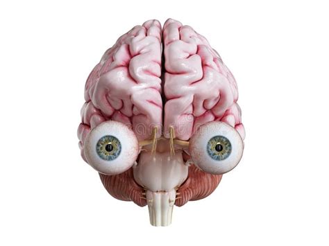 A Human Brain Eyes And Arteries Stock Illustration Illustration Of