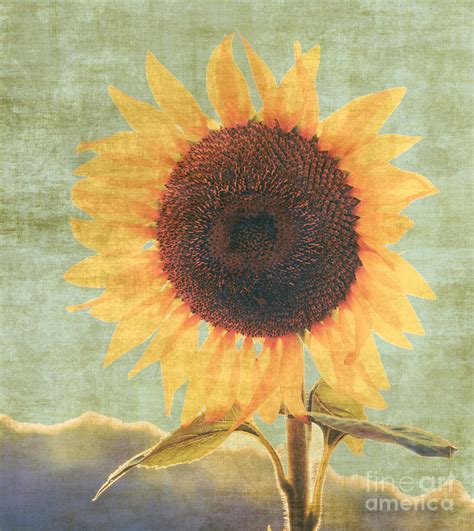 Vintage Sunflower Photograph By Andrea Anderegg Pixels