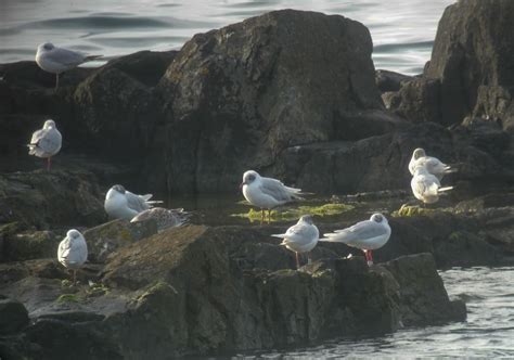 Guernsey Gulls The Best Med Gull Roost So Far
