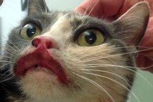 In most cases, such manifestations in a cat are due to an allergic reaction. Swollen Upper Lip in Cat - Is It Serious Problem for Pet's ...