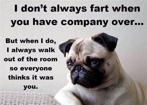 551 Best Images About Funny Pug Dog Memes Lol On Pinterest