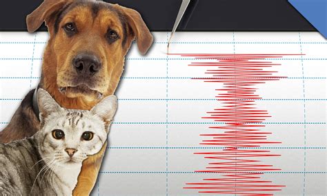 Sonar Reflection Loudness Pitch Echo Explained - Edusaint