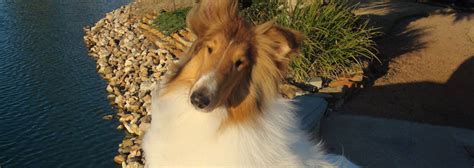 Top of page add new shelter or rescue group. Texas Collie Rescue - Animal Rescue Houston