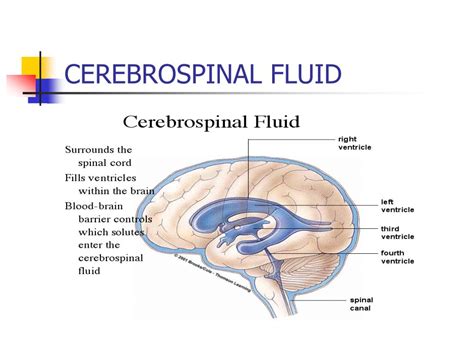 Ppt Cerebral Circulation And Cerebrospinal Fluid Csf Powerpoint