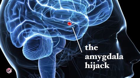 How Your Brain Feels Emotions The Amygdala Hijack Youtube
