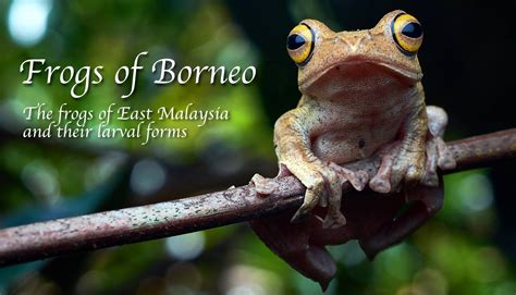 Frogs Of Borneo