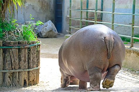 Hippopotamus Large Tail Animal Stock Photos Pictures And Royalty Free