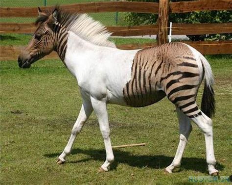 Are Zebras Horses Facts About The Zoology Of Zebras