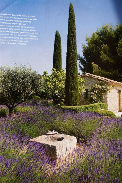 Check spelling or type a new query. Lavender | Provence garden, Mediterranean garden ...