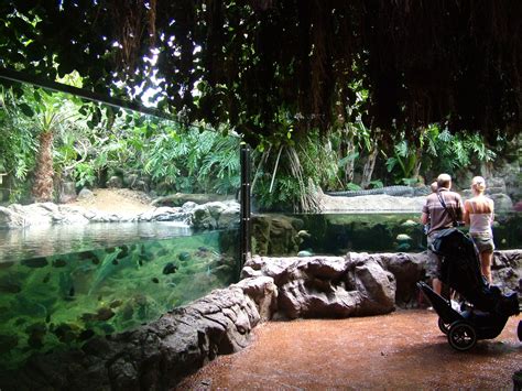 Alligator Exhibit At Loro Parque 081110 Zoochat
