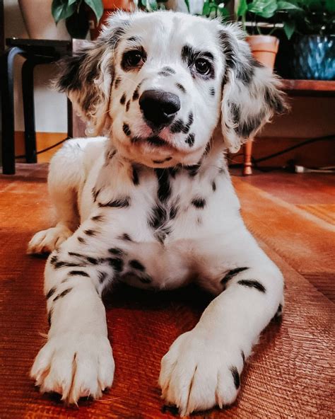 Long Haired Dalmatian Facts Puppy Price And Guide Puplore