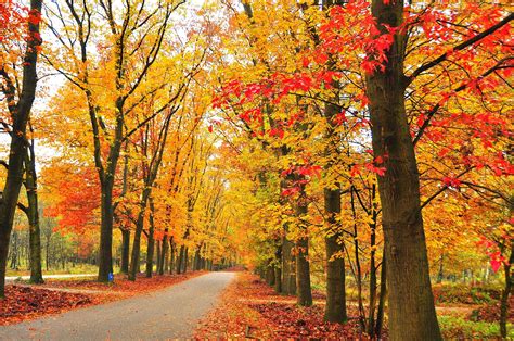 Autumn Leaves Ecosia Images