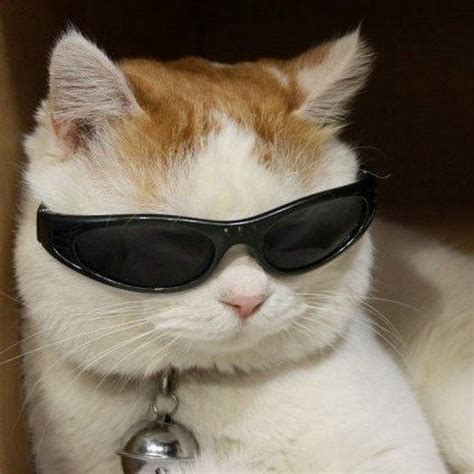 Cat Profile Pictures Meme 90 Best Avatars Findsource