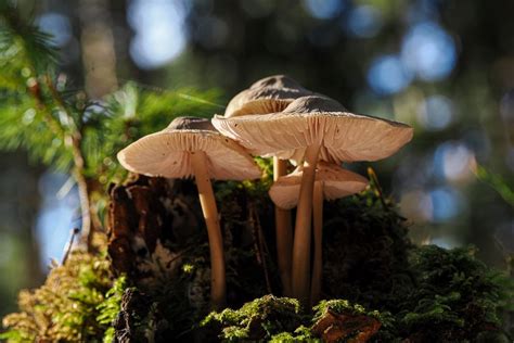 Ein Wenig Unaufgeräumt Foto And Bild Pflanzen Pilze And Flechten