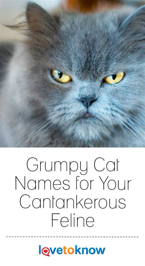 Grumpy Cat Names For Your Cantankerous Feline Lovetoknow Grumpy Cat