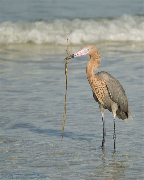 Reddish Egret On The Gulf Coast With Nesting Materials On The Wing
