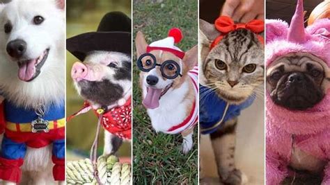 January 14th Is National Dress Up You Pet Day This Day Was Established