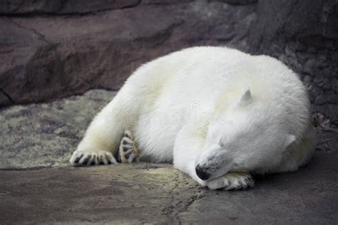 Sleeping White Bear Stock Image Image Of Animal Pets 50623715