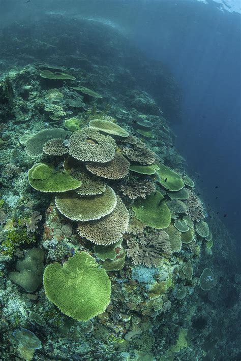 Healthy Reef Building Corals Thrive Photograph By Ethan Daniels Fine