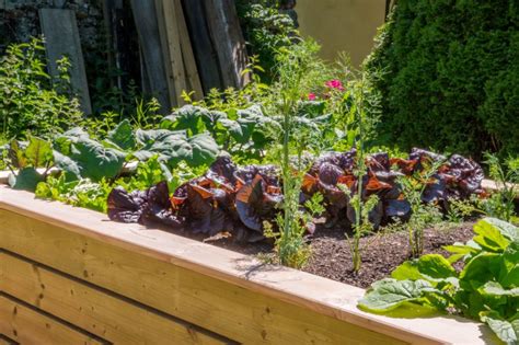 Hochbeet mit Blumen bepflanzen So machen Sies richtig