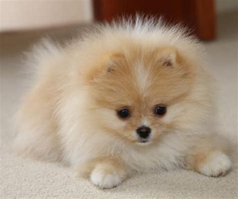 Check spelling or type a new query. Pomeranian Puppies For Sale | Kissimmee Vineland Road, FL #256340
