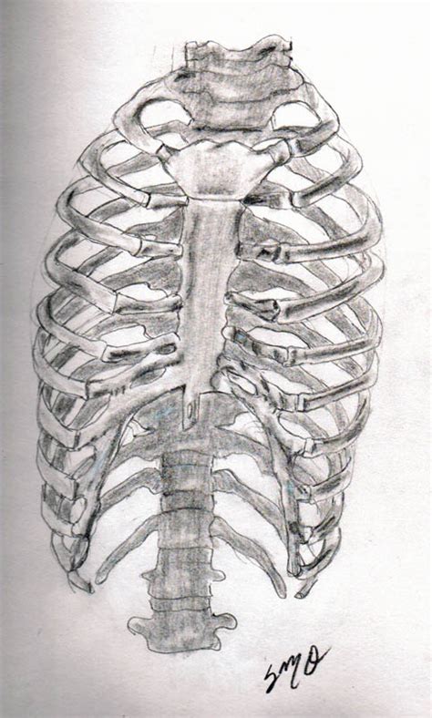 1 characteristics 1.1 physical appearance 1.2 behavior 1.3 powers and abilities 2 appearances 2.1 august 18, 2018 3 images to be organized 4 trivia (will possibly be removed) 5 references (will possibly be removed siren head is a long, mummified entity which, as its name suggests, has a head. Rib Cage drawing by Zandoz on deviantART