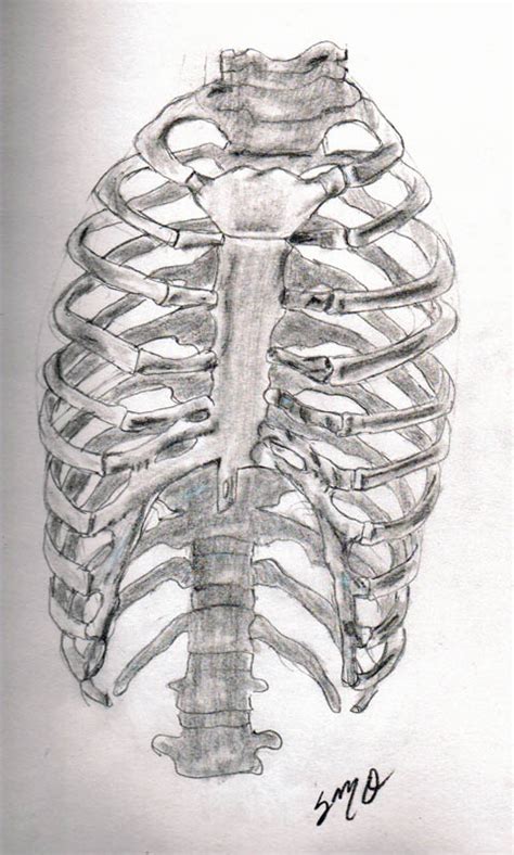 Over 2,649 rib cage pictures to choose from, with no signup needed. Rib Cage drawing by Zandoz on deviantART