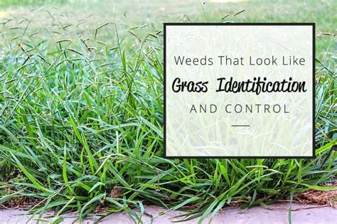 Weeds That Look Like Grass Identification And Control