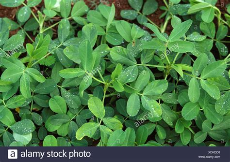 Arachis Hypogaea Plant High Resolution Stock Photography And Images Alamy