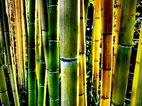 Bamboo Wallpapers Amazing Picture Collection