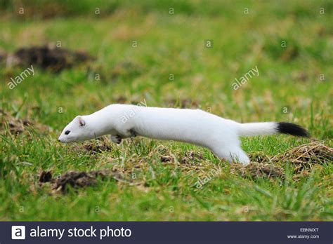 Ermine Stoat Short Tailed Weasel Mustela Erminea Hunting Stock Photo 76084032 Alamy