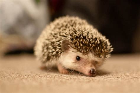 Regular veterinary visits will vary in cost depending on where you live and the availability of a veterinarian familiar with exotic pets like hedgehogs. A How-To for Hedgehogs: Using the Litter Box - Petful