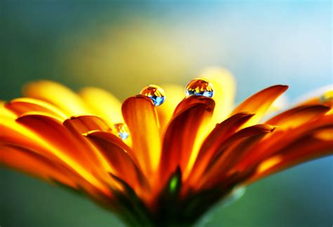 Oranje blumen ist deutsche blumenhändler basiert in viernheim, baden wurttemberg. Orange Blume